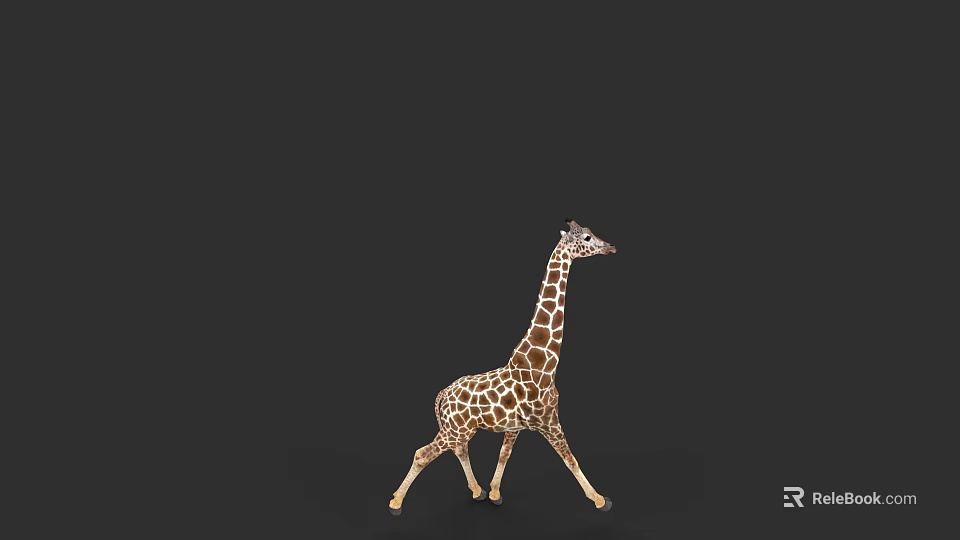 Brown And White Spotted Giraffe Walking Gracefully On Black Background 3d model 