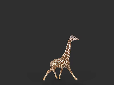 Brown And White Spotted Giraffe Walking Gracefully On Black Background 3d model