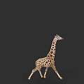 Brown And White Spotted Giraffe Walking Gracefully On Black Background