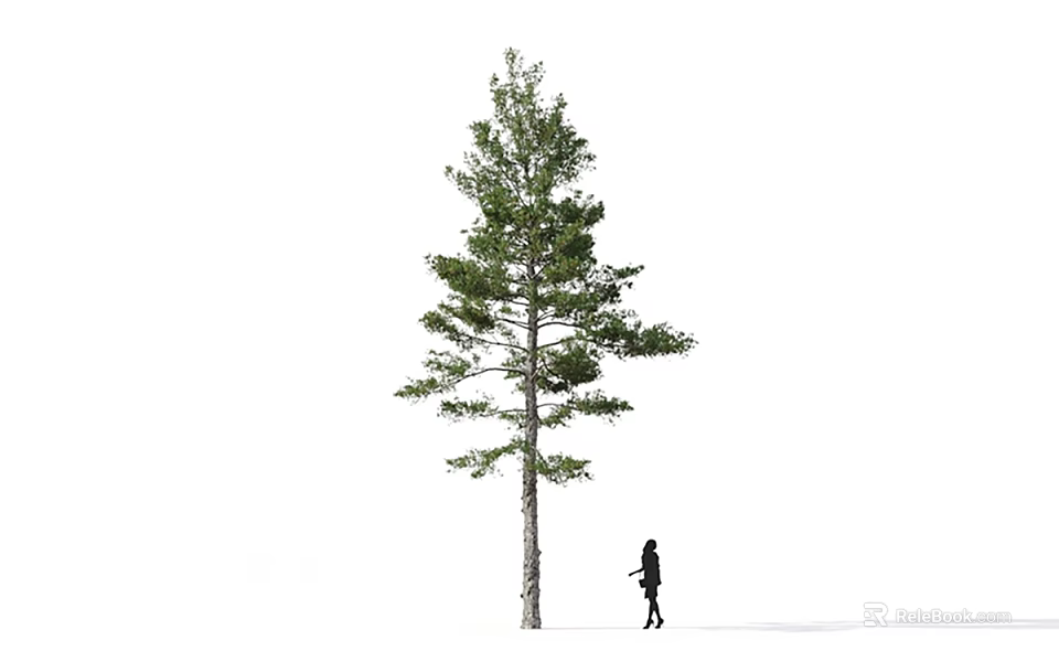 Scenic Tall Arbor With A Person Walking Beside On White Background 3d model 