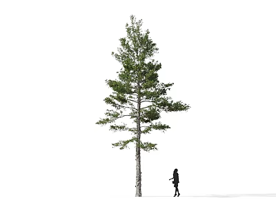 Scenic Tall Arbor With A Person Walking Beside On White Background 3d model