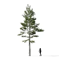 Scenic Tall Arbor With A Person Walking Beside On White Background