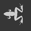 Brown Frog With Detailed Body Structure Legs And Webbed Feet On Black Background Close-Up View