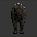3D Rendered Tapir With Black And White Coat Long Snout On Reflective Isolated Background