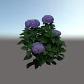 Lush Hydrangea Shrub With Purple Flowers And Green Leaves In Garden