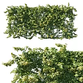 Lush Green Vine Foliage In Natural Growth