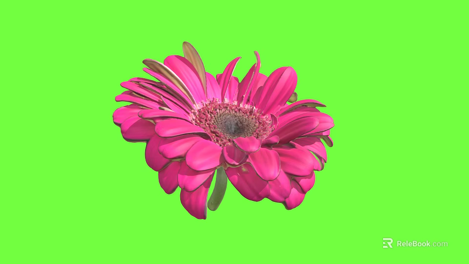 Beautiful Vibrant Pink Gerbera Flower With Soft Petals Against Fresh Green Background 3d model 