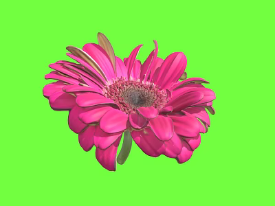 Beautiful Vibrant Pink Gerbera Flower With Soft Petals Against Fresh Green Background 3d model