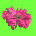 Beautiful Vibrant Pink Gerbera Flower With Soft Petals Against Fresh Green Background