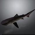 Purple Shark 3D Model with Realistic Appearance on Gradient Gray Background