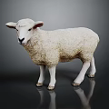 Realistic Fluffy White Sheep Standing on Black Background with Clear Reflection 3d model