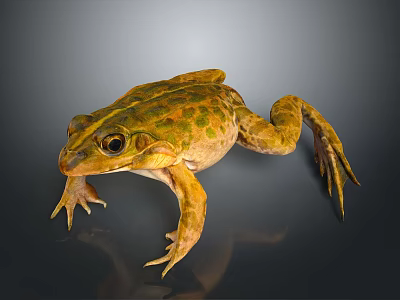 Realistic Yellow Green Spotted Frog With Detailed Body Legs And Eyes 3d model