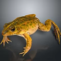Realistic Yellow Green Spotted Frog With Detailed Body Legs And Eyes