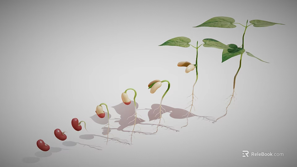 Bean Seed Germination Process Showing Growth Stages With Roots And Leaves 3d model 