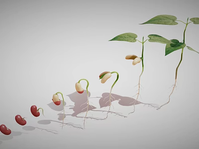 Bean Seed Germination Process Showing Growth Stages With Roots And Leaves 3d model