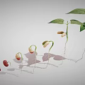 Bean Seed Germination Process Showing Growth Stages With Roots And Leaves