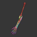 Human Arm Organ Anatomical Model Showing Skeleton Muscles and Skin Hair Structure