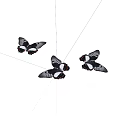 Three Black Butterflies With White And Orange Spots On White Background