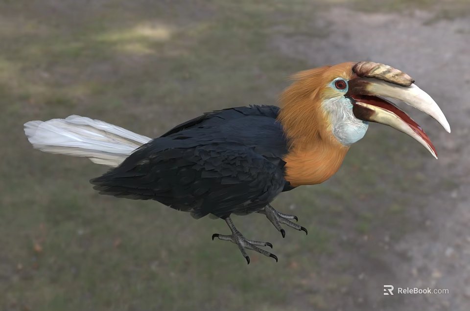 Striking Hornbill With Orange Head Black Body White Tail And Sharp Claws Showing Open Beak 3d model 