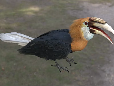 Striking Hornbill With Orange Head Black Body White Tail And Sharp Claws Showing Open Beak 3d model