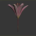 Vibrant Pink Lily Flower Blooming with Open Petals on Dark Background