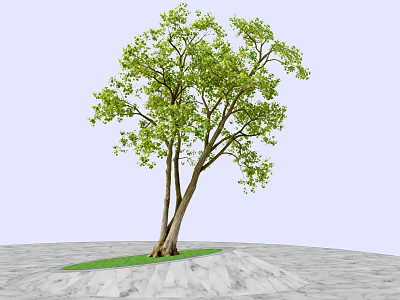 Tall Tree with Twin Trunks and Green Leaves on Marble Ground with Grass Patch 3d model