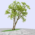 Tall Tree with Twin Trunks and Green Leaves on Marble Ground with Grass Patch