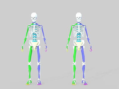 medical animation human skeleton bone trabecula osteoporosis bone structure medicine small white skeletal system human anatomy orthopedics 3d model