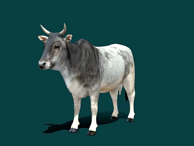 Gray And White Cow Standing With Horns On Dark Green Background 3d model