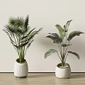 Potted Plants With Fan Palm And Large Green Leaves In White Pots On Wooden Table