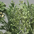 Decorative Indoor Potted Plants With Various Green Foliage And Dark Ceramic Pots
