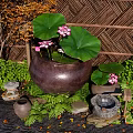 Zen Garden With Large Clay Pot Lotus Flowers Leaves Bamboo Fence Stone Lantern