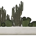 Decorative Cactus Bonsai Potted Plants With Columnar And Round Shapes In Rectangular Planter 3d model