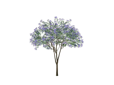 Ornamental Tree With Purple Flowers Green Leaves And Lush Canopy In Garden 3d model