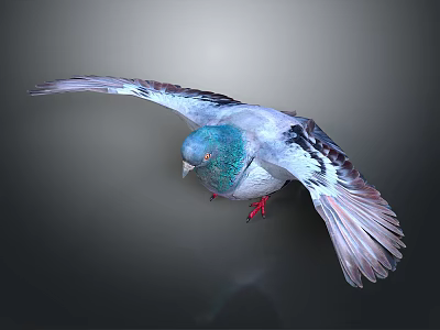Flying Pigeon With Colorful Feathers Blue Head And Red Feet Against Dark Background 3d model