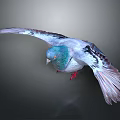 Flying Pigeon With Colorful Feathers Blue Head And Red Feet Against Dark Background