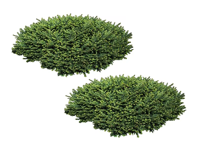 Two Lush Green Well Trimmed Round Shrubs For Garden Landscape Design 3d model