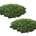 Two Lush Green Well Trimmed Round Shrubs For Garden Landscape Design