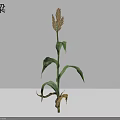 Mature Sorghum Plant With Green Leaves And Healthy Grain Heads In Farm Field