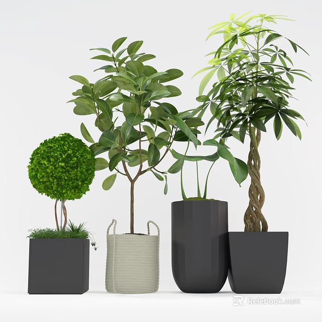 Bonsai Potted Plants Display With Trimmed Large Leaved Greenery And Woven Square Black Planters 3d model 
