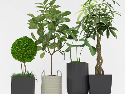 Bonsai Potted Plants Display With Trimmed Large Leaved Greenery And Woven Square Black Planters 3d model