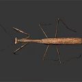 Brown Praying Mantis With Long Legs On Dark Background Close Up View 3d model