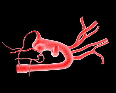 Vascular Tissue System Anatomical Structure With Red Branching Vessels And Network Detail 3d model