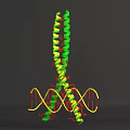 Biological Organization System 3D DNA Double Helix Structure Model With Green Yellow Red Molecular Parts