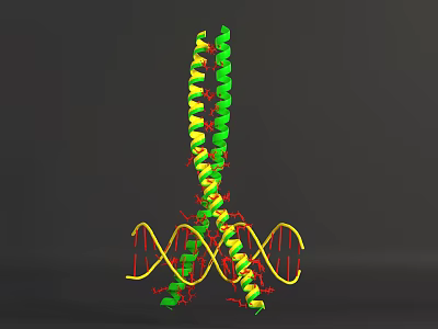 Biological Organization System 3D DNA Double Helix Structure Model With Green Yellow Red Molecular Parts 3d model