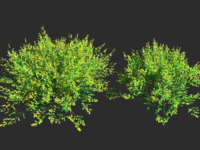 Lush Green Shrubs With Vibrant Foliage And Dense Growth For Garden Landscaping 3d model