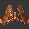 Vibrant Red and Orange Moth Wings With White Spots On Dark Background 3d model