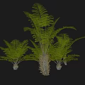 Green Fern Shrub With Three Tall Central And Shorter Surrounding Black Background Light Circular Base