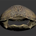 Open Turtle Shell With Detailed Brownish Patterns And Natural Texture 3d model
