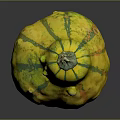 Yellow Green Striped Pear Shaped Decorative Squash With Textured Surface And Green Stem